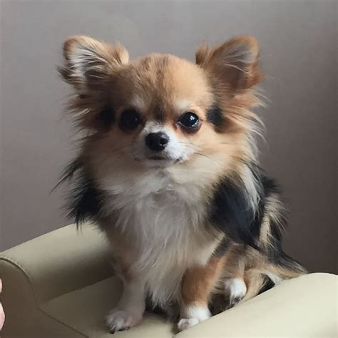 Cute Chihuahua Chihuahua Lover, Chihuahua Puppies, Cute Puppies, Dogs