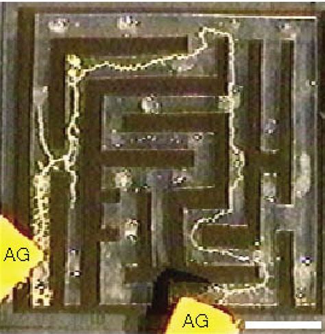 Physarum Polycephalum experimental maze solving (from Nakagaki et al ...