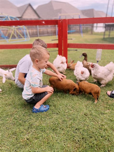 Tourists are excited about the new laganvale farm petting zoo 15