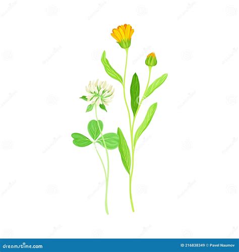 Inflorescence, Field, Scabious, Knautia, Arvensis, Perennial, Plant