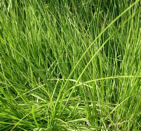 Molinia Caerulea Kwekerij De Boever