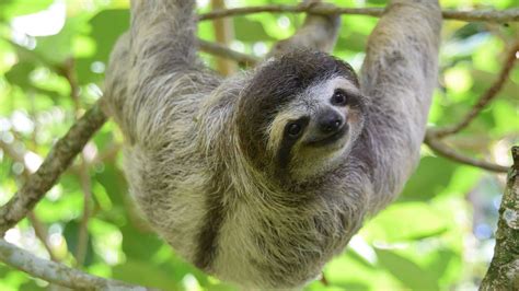 Costa Ricas Best Animal Encounters
