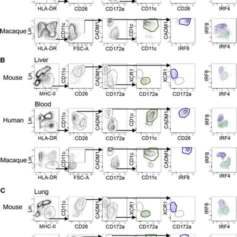 defining cdc subsets  mouse human  macaque  similar gating