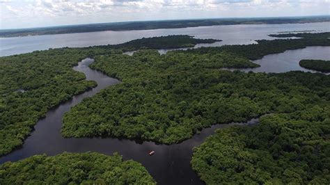 Floresta Amazônica o que é características e importância Significados