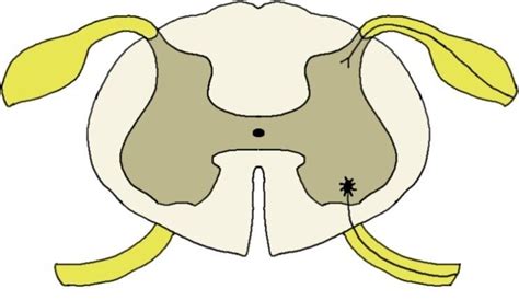 2-Minute Neuroscience: Spinal Cord Cross-section