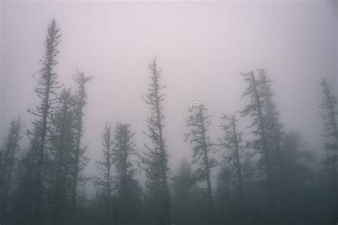 Autumn Misty Trees With Naked Branches Vintage Film Look Stock Image Image Of Background