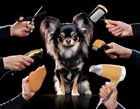 15 Chihuahua Haircuts And Grooming Styles In 2025 With Pictures Hepper