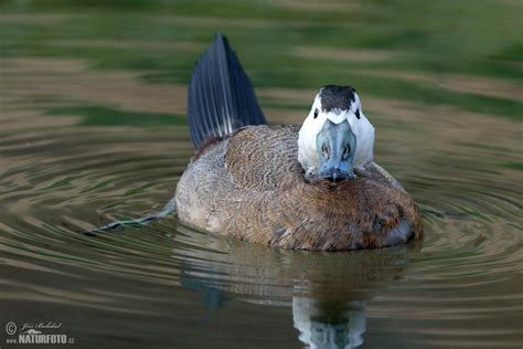 White-headed Duck Photos, White-headed Duck Images, Nature Wildlife ...