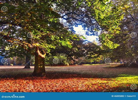 Mighty oak tree stock photo. Image of leaf, environment - 46005882