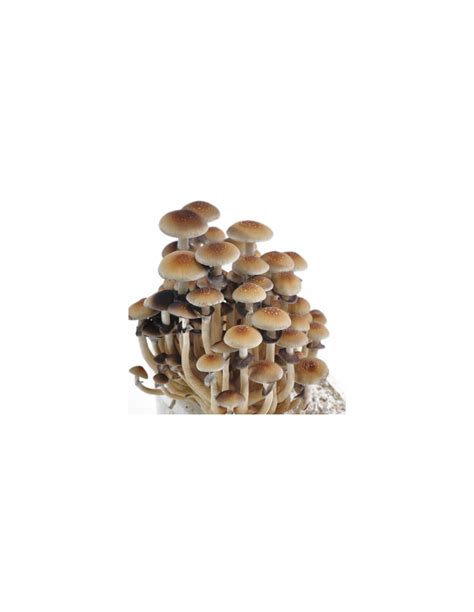 Psilocybe Cubensis Golden Teacher Mycotek Liquid Culture