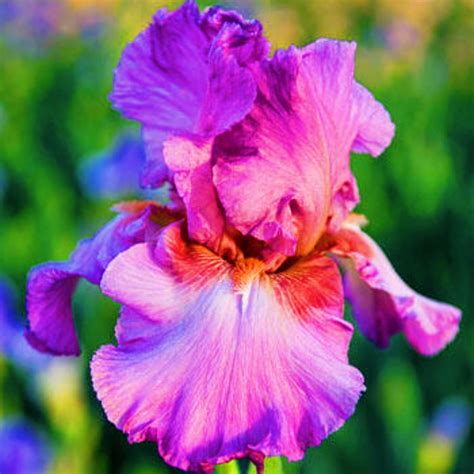 Iris Plants Iris Bulbs For Planting Bearded Iris Bulbs Iris Buls Bulk Garden Decoration