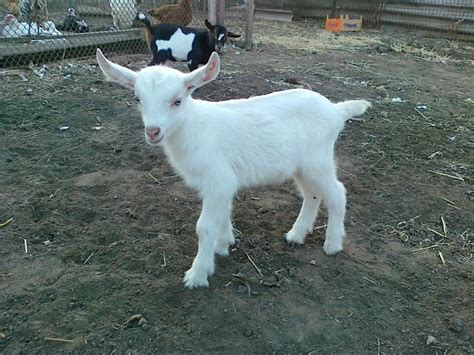 Козлята зааненской породы - 72 фото