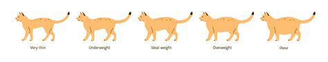 Is Your Cat Overweight? Signs, Symptoms & What to Do | Greeley Vets