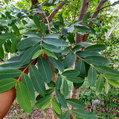 Arjuna - Terminalia arjuna - best herb for Heart, natural cardiac tonic