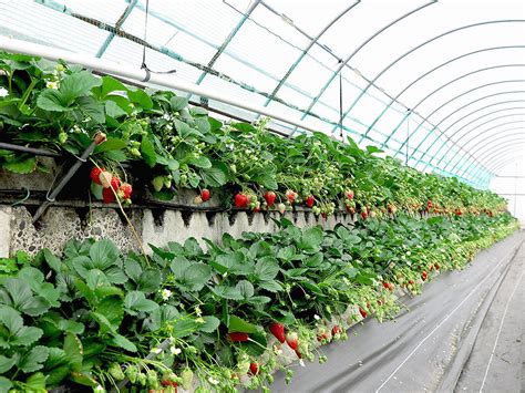 久能山いちご海岸通りで、石垣いちご狩りを初体験！【静岡・駿河区】 - 東海エリアで過ごす親子のためのmufufuな暮らし方を発掘！