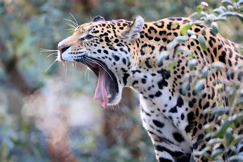 Animales Más Peligrosos Del Bosque Características Alimentación