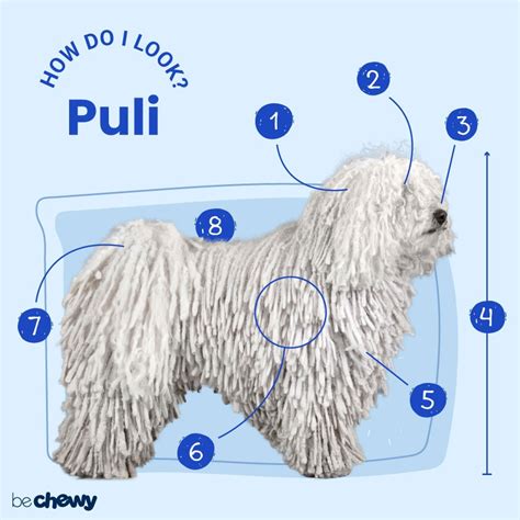 Puli Characteristics Care And Photos Bechewy