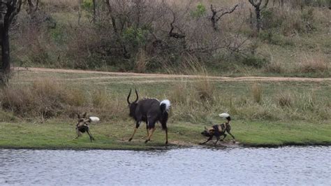 In a scary fight, some crazy wild dogs chase water buffaloes to the river. The smell of blood ...