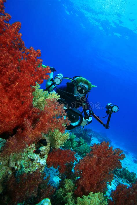 O Mergulhador Do Mergulhador Explora O Recife Coral Sua Câmera