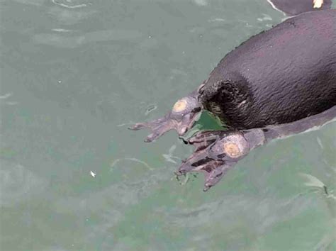 Bumblefoot in Penguins | Penguins International