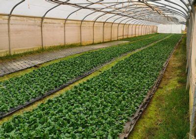 Le Jardin De Cocagne Du Raquet Tous En Bottes