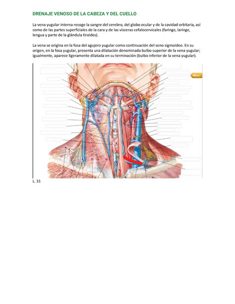 12 Drenaje Venoso DRENAJE VENOSO DE LA CABEZA Y DEL CUELLO La Vena