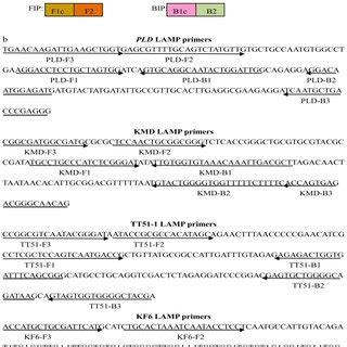 Primer design for loop-mediated isothermal amplification (LAMP) assays ...