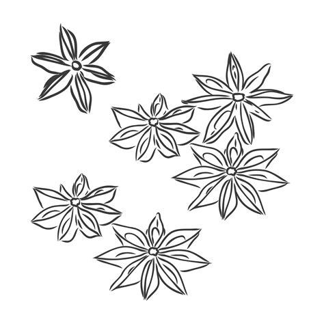 Vector Line Drawing Handmade Star Anise Isolated On White Background