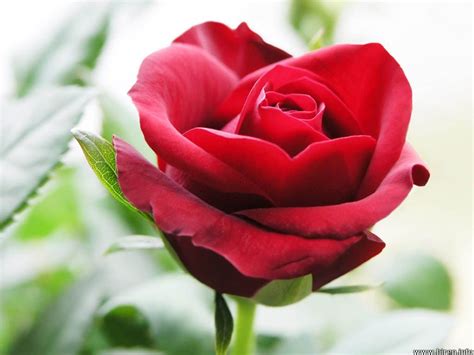 Beautiful Red Roses Wallpapers Rose Wallpapers