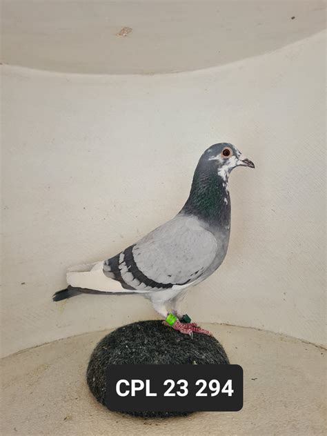 Lot Za Cpl H Entered By Hot Rod Racing The Sire Airgun Cpl Th