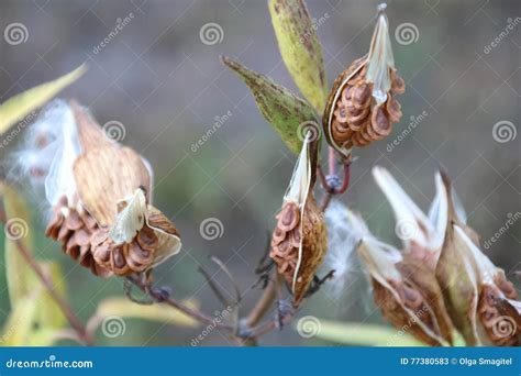 Milkweed Pods With Seeds Stock Image Image Of White 77380583