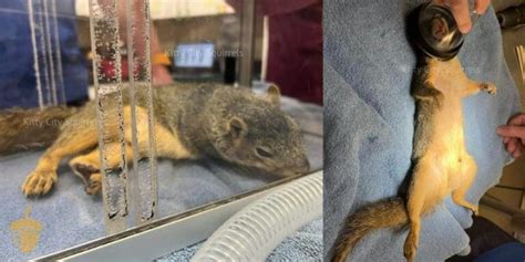 Mystery of Squirrel Teeth ? & Malocclusion [WITH PHOTOS]