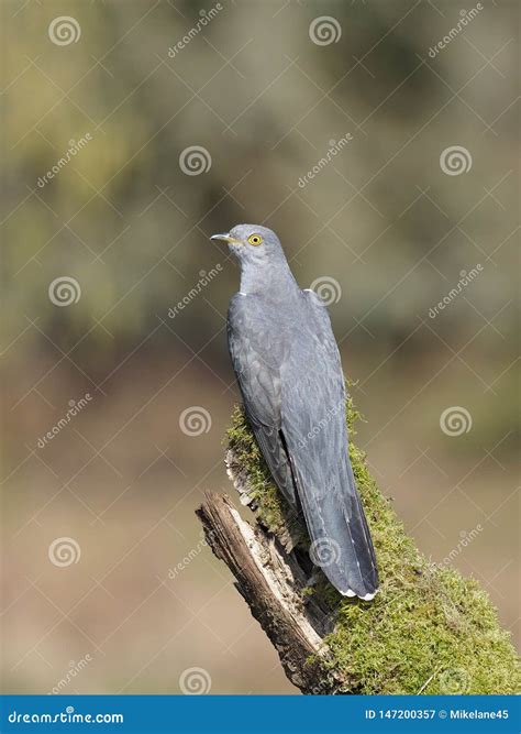 Common Cuckoo, Cuculus Canorus Stock Image - Image of fauna, wildlife ...