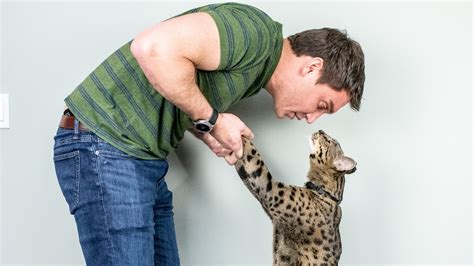 Fenrir named tallest living domestic cat by Guinness World Records