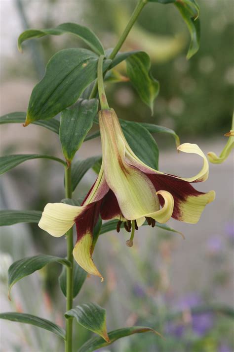 How to Propagate Lilium nepalense - Propagate One