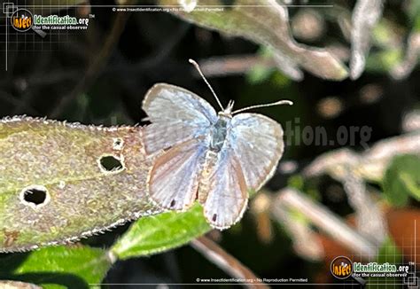 Ceraunus Blue Butterfly