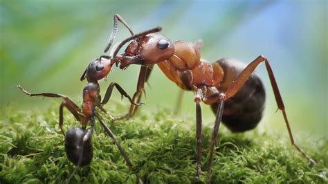 Ants