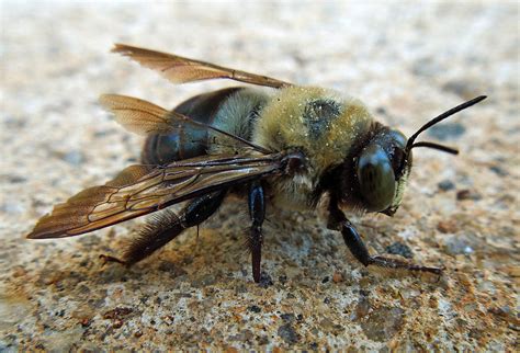 Old Carpenter Bee Photograph by Pete Trenholm | Pixels