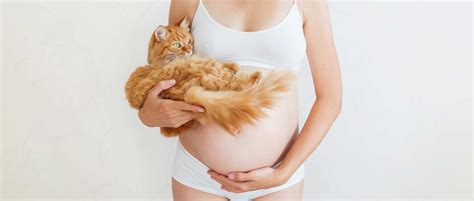 Owning Cats During Pregnancy And Risk Of Toxoplasmosis