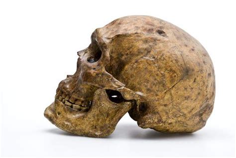 Homo Sapiens Skull From Zhoukoudian Side View Sapiens Human