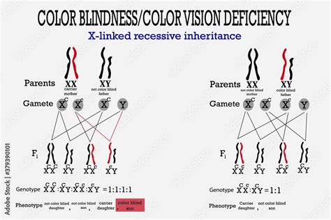 Analyzing Eye Color Genetics Chart And What You Need To Know Genetic Inheritance Of Eye Color