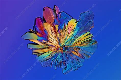 Cysteine Crystal Light Micrograph Stock Image C Science