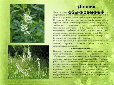 Донник трава: описание, свойства и применение