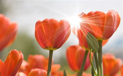 HD wallpaper: orange tulip flowers, tulips, buds, rays, sun, spring, close-up | Wallpaper Flare