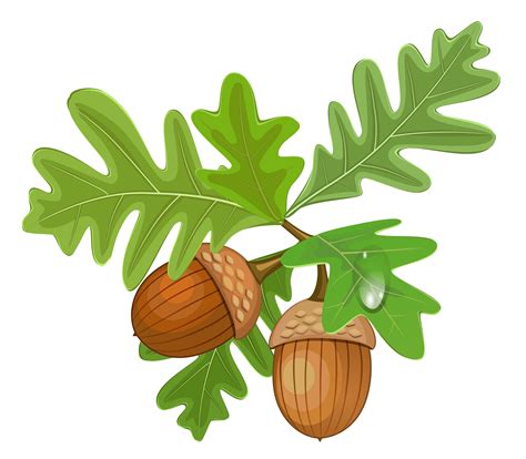 Acorn PNG Images Transparent Free Download | PNGMart