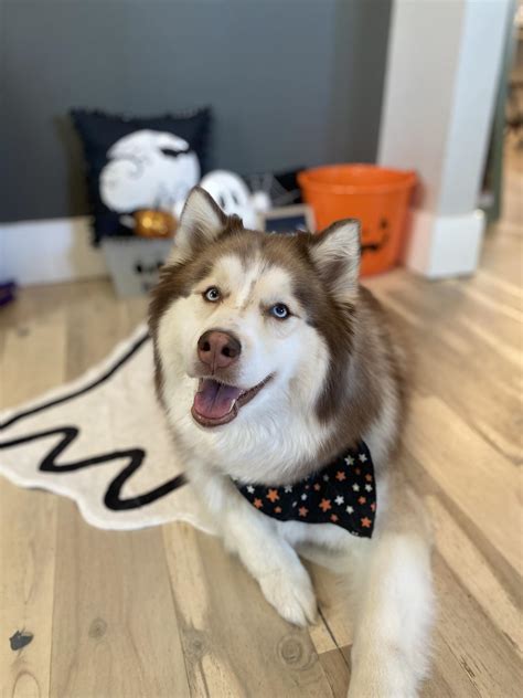 Trick or treat! 🎃🍗 - Mila the Siberian Husky | Facebook
