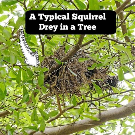Where Do Squirrels Live? {Grey, Black, Red and Flying!} - Squirrels at