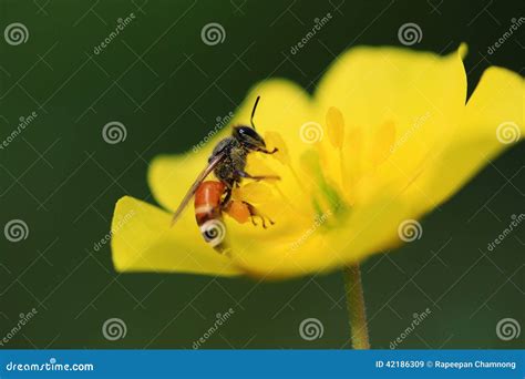 Ape Sul Fiore Giallo Immagine Stock Immagine Di Foreground 42186309