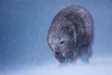 How To Beat Imposter Syndrome In Nature Photography Nature Ttl