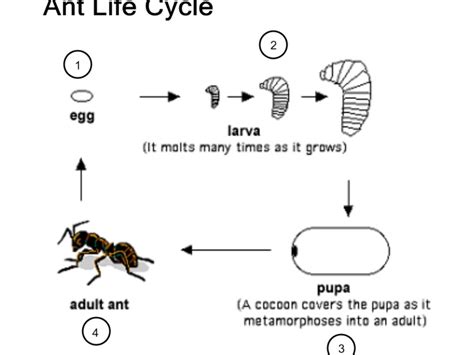 Life Cycle Of Ant